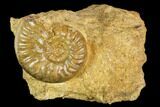 Fossil Ammonite (Ludwigia) - Germany #104549-1